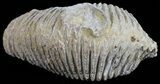 Cretaceous Fossil Oyster (Rastellum) - Madagascar #54467-1